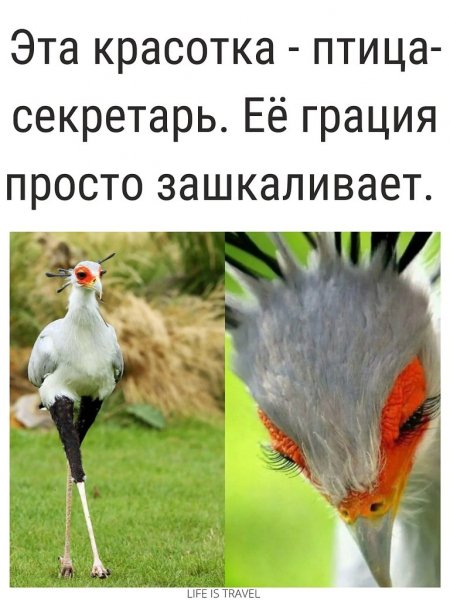 Птица - секретарь