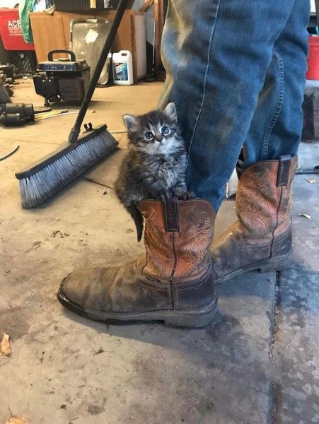 Кот в сапогах))