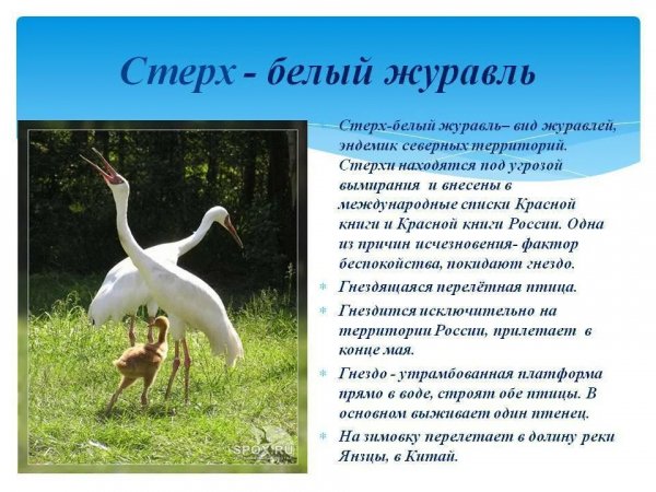 Стерх