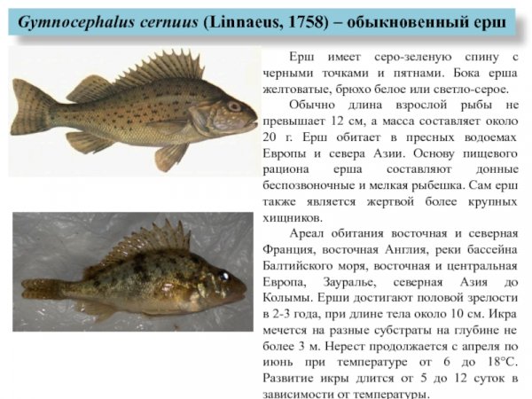 Обыкновенный ёрш