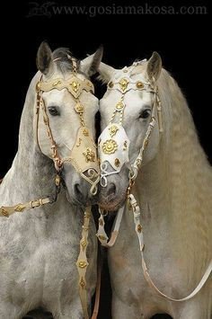 a3fab37e505e4ac55266290b40f8e2a2