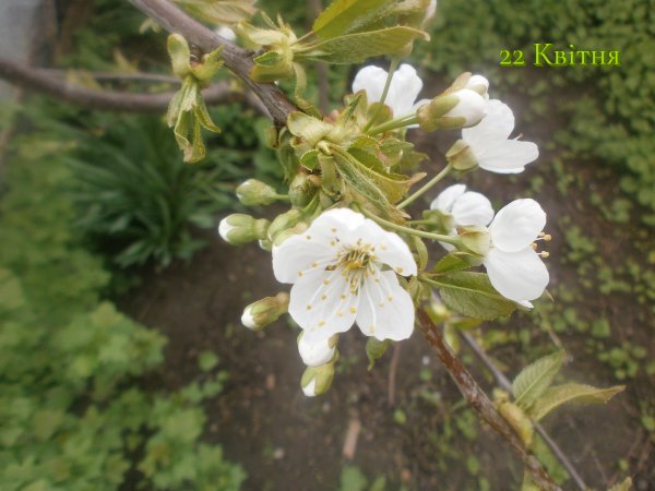 22 Квітня