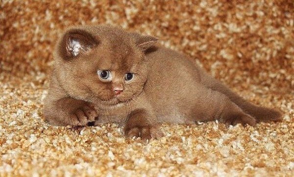 cat24
