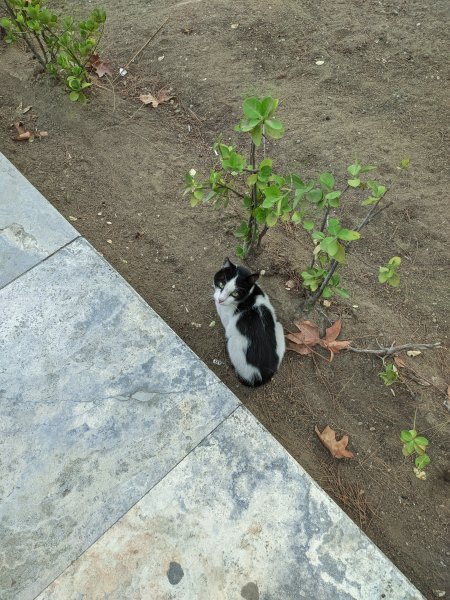 IMG 20250913 170006 11versiya rn8t menden