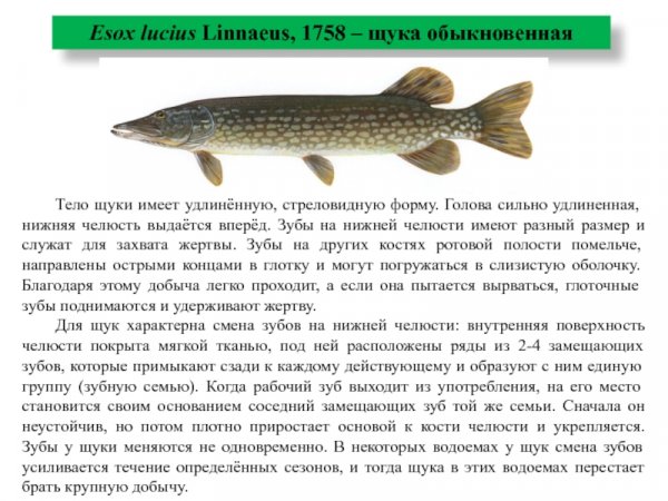 Щука