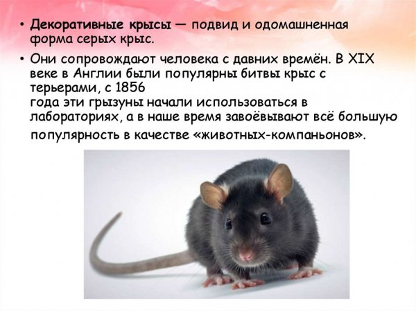 Декоративные крысы