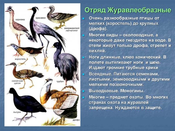 Разнообразный мир птиц