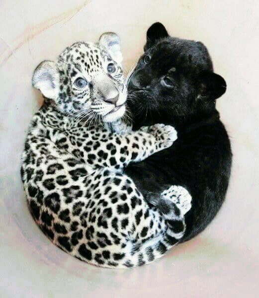 ягуар и пантера