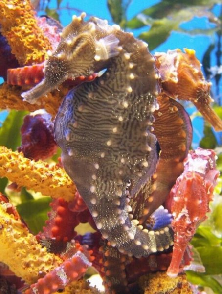 ПОДВОДНЫЙ МИР