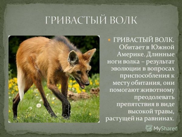 Гривастый волк