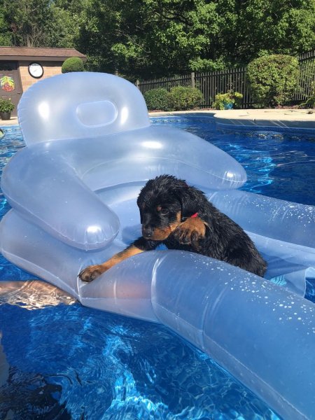 Ротвейлеры!