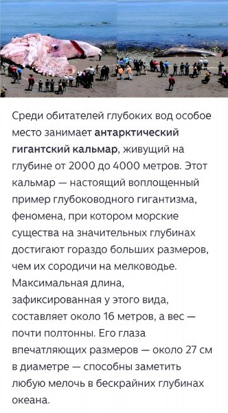 Гигантский Кальмар