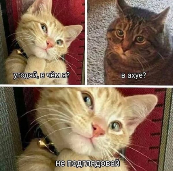 0e6a8f7674 memy-i-kartinki-luchshij-vypusk-0
