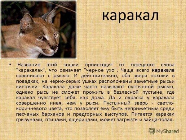 Каракал