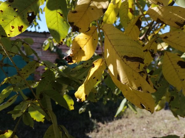 IMG 20241028 115709