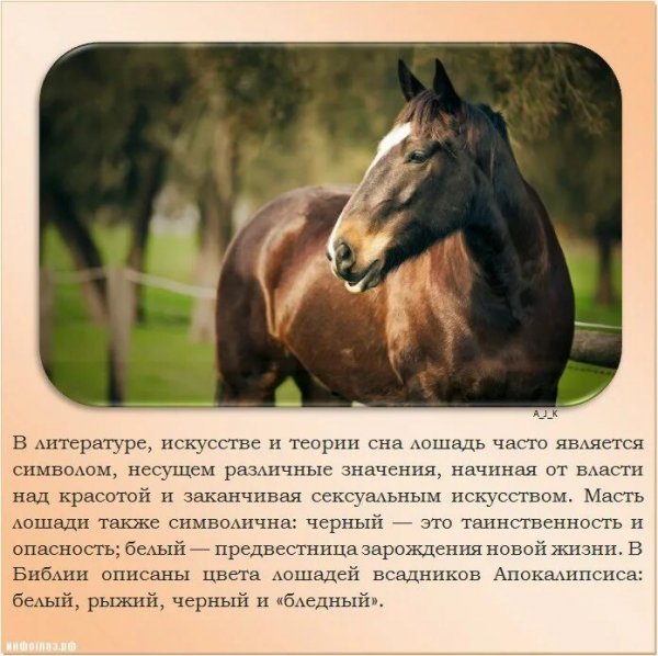 О лошади
