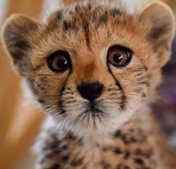 Screenshot 20220404-205654 Chrome