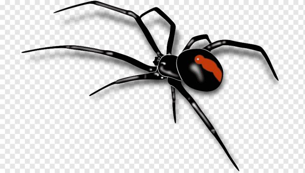 Black-widow-spider-web