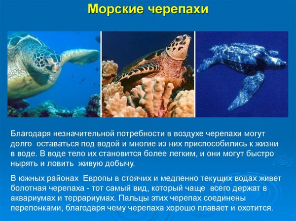 Морские черепахи