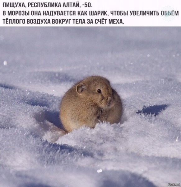Пищуха