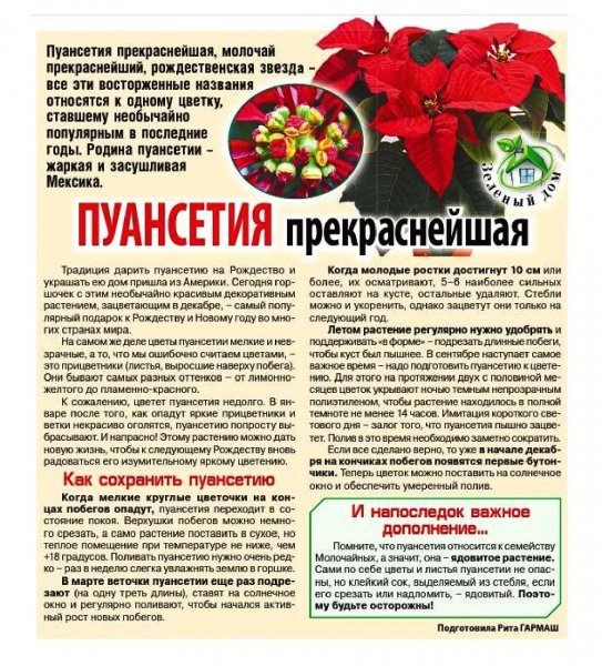 Пуансетия прекраснейшая