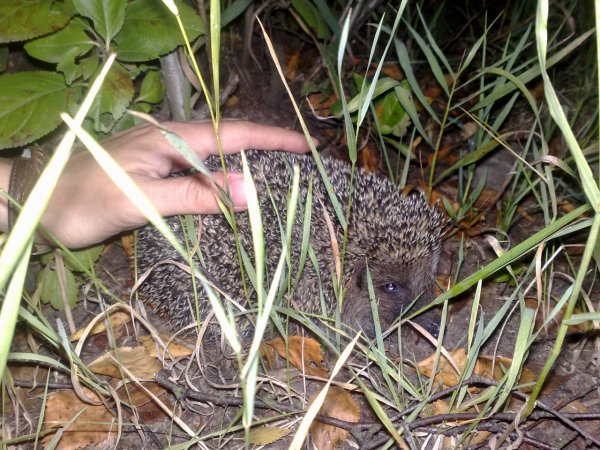 Изображения с телефона 098