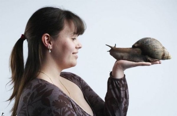 Самое крупное брюхоногое