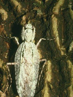 Insects 068