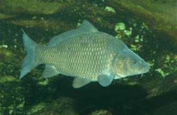 normal carp2
