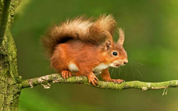 лесная красавица