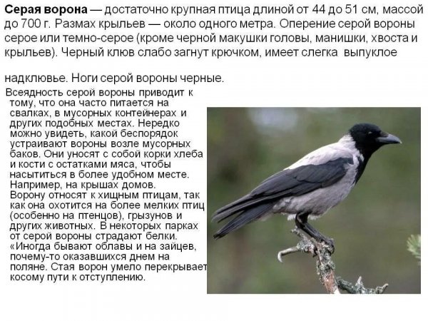Серая ворона