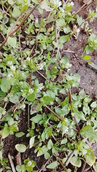 Пчела , цветущая трава