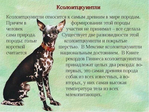 Ксолоицткуинтли