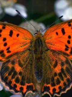 Insects 033