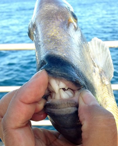 Рыба триггер trigger-fish