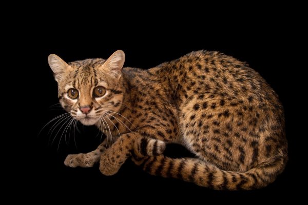 Красотулька