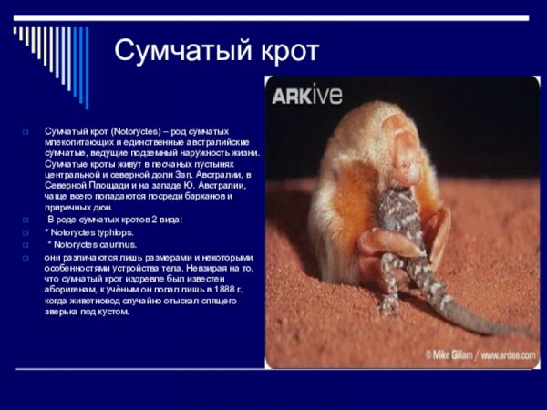Сумчатый крот