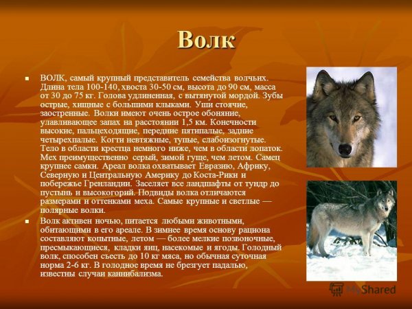 Волк