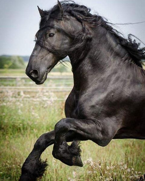 24a5c24bea2cb8b6e86680554741228d--friesian-horse-horse-stuff