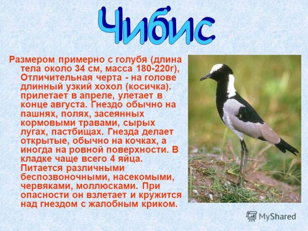 Чибис