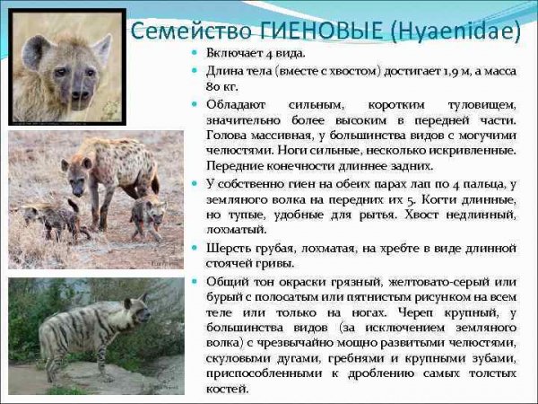Семейство гиеновые