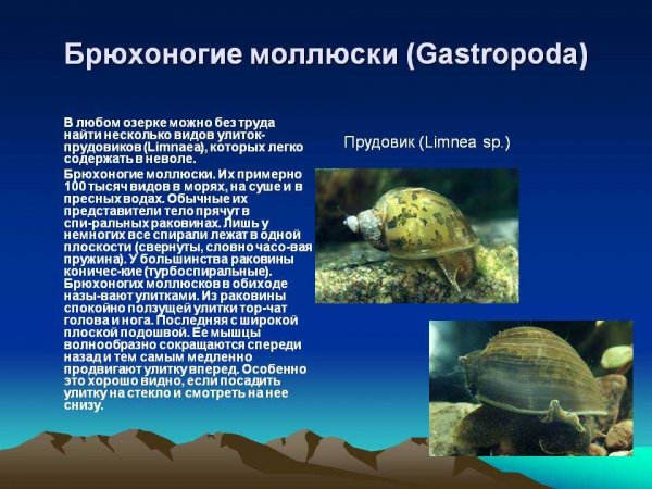 Брюхоногие моллюски