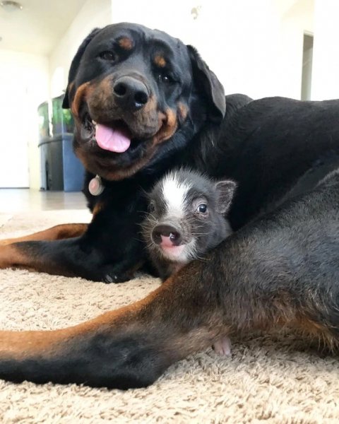 Это мой песель, и делиться им я не собираюсь!