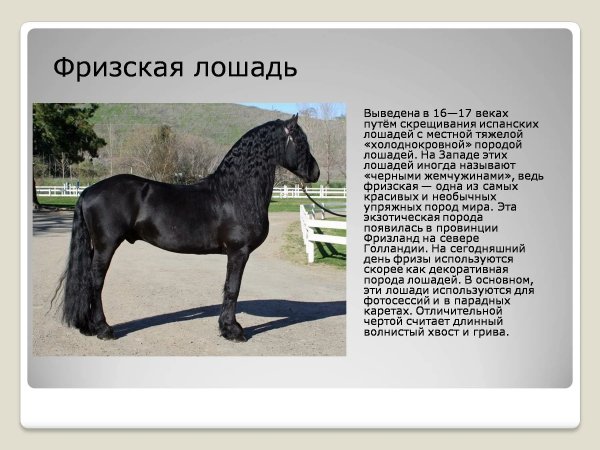 Фризская лошадь