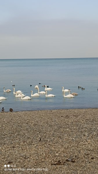 Анапа. Лебеди на галечном пляже