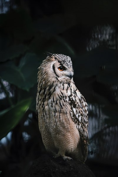Филин