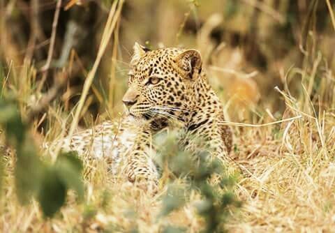 леопард 081658