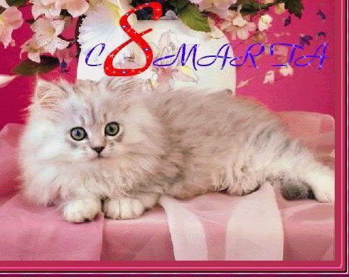 С 8 Марта Киса