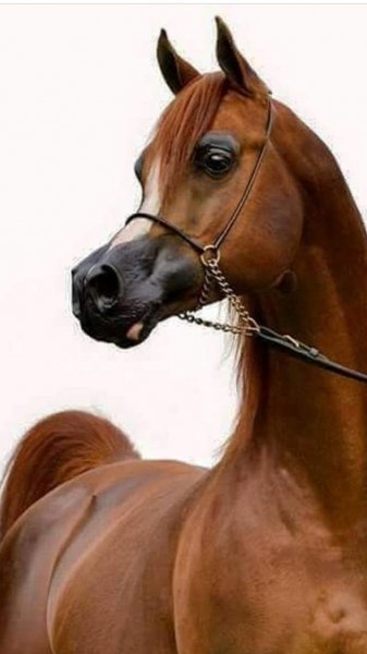 da7fc06348a30a2d47c1511b7bd2ed65