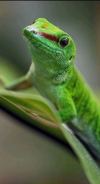 Животный Мир